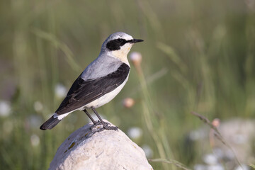 The northern wheatear or wheatear (Oenanthe oenanthe), migratory bird that breeds in the mountains of Europe.