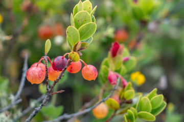 Vaccinium reticulatum, known as ʻōhelo ʻai in Hawaiian, is a species of flowering plant in the heather family, Ericaceae, that is endemic to Hawaii.  Hawaii Volcanoes National Park, Kilauea Overlook