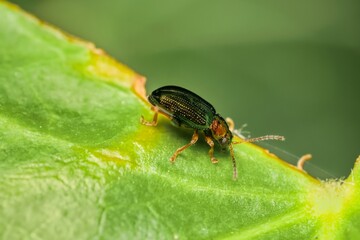 little beetle Crepidodera aurata in detail