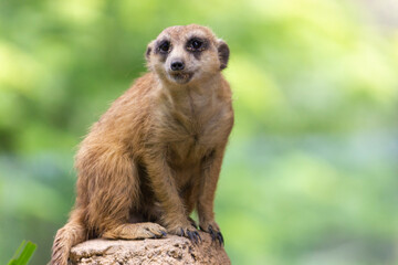 View of Meerkat or Suricate (Suricata suricatta) seating on the rock