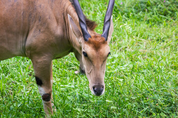Close up of The common eland, also known as the southern eland or called eland antelope, is a large-sized savannah and plains antelope found in East and Southern Africa.