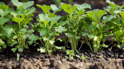 Young plants sprout vibrantly from the rich, dark soil in a garden bed, capturing the essence of growth and new beginnings.