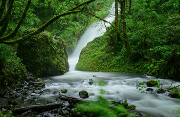 Moss covered tree branches framing waterfalls at Columbia River Gorge. Oregon. USA.