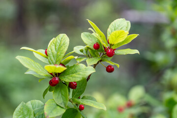 Vaccinium calycinum – Ohelo Kau La'au,  Hawaiian Vaccinium (blueberries) is a monophyletic group comprising three species endemic to the archipelago of Hawaii, Hawaii Volcanoes National Park, Kilauea 