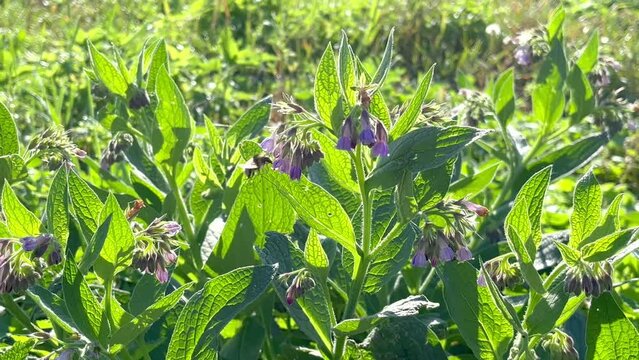 flowering medicinal plant comfrey medicinal (Symphytum officinale L.)