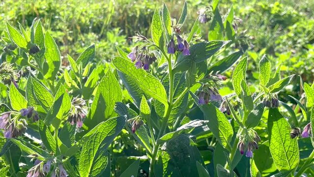 flowering medical plant comfrey medicinal (Symphytum officinale L.)