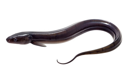 A single, dark-colored eel with a sleek, serpentine body, isolated against a black background. The eel's skin is smooth and glistening.