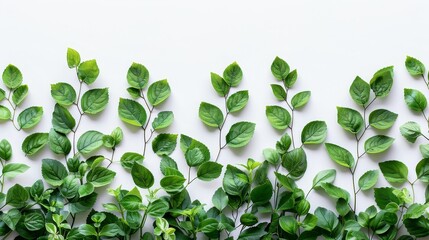 Green leaves arranged symmetrically on white - Fresh green leaves are symmetrically arranged on a white background, perfect for environmental themes