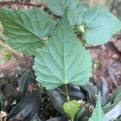 Green leafy plant closeup