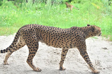 cheetah walks on the sand