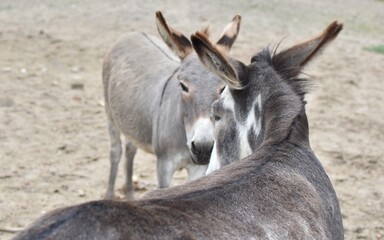 two gray donkeys stand on the sand