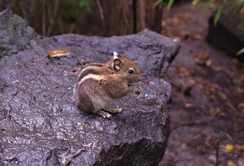 striped chipper sits on a large wet stone