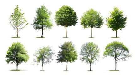 Fototapeta premium Collection of Trees isolated on a white background