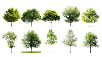 Collection of Trees isolated on a white background