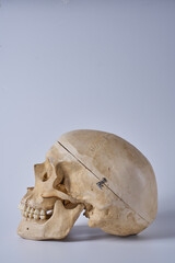 Adult male skull on a white background.