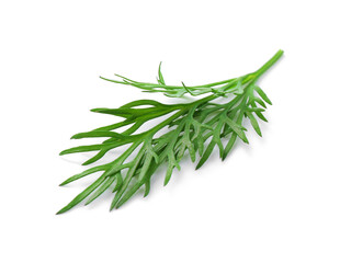 Fototapeta premium Sprig of fresh dill isolated on white