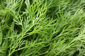 Sprigs of fresh dill as background, closeup view