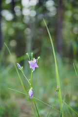 Dzwonek brzoskwiniolistny, Campanula persicifolia L.