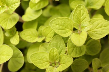 Green aromatic oregano as background, top view