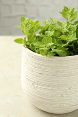 Aromatic potted oregano on light marble table