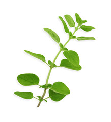 Sprig of fresh green oregano isolated on white, top view