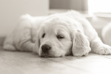 cute golden retriever puppy enjoying the sunday at home