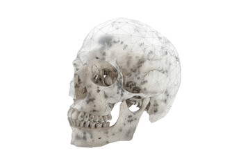 Obraz premium Intricate, detailed human skull model showcasing anatomical structure and geometric network for scientific or educational use on transparent background.