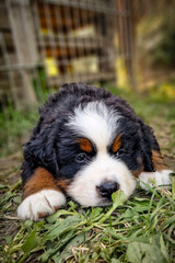 bernese mountain dog