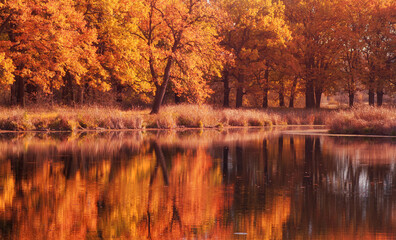 Obraz premium autumn in the park
