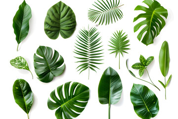 Fototapeta premium Set of Tropical leaves isolated on white background