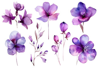 Set of watercolor purple flowers on a white background