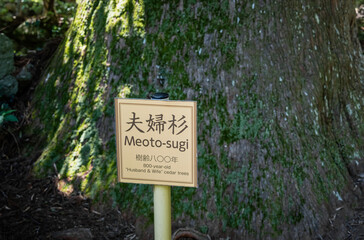 Meoto sugi (transl. Husband and wife cedar tree) wooden signboard on the Kumano Kodo - Nakahechi Daimon-saka Pilgrim Route.