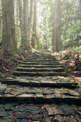 Cobblestone path through the forest of ancient cedars, part of the Kumano Kodo - Nakahechi Daimon-saka Pilgrim Route in Japan.