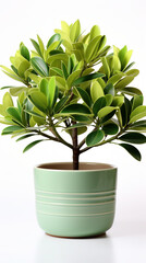  green leafy plant in fancy pot 