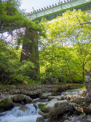 高原鉄道高架と渓流