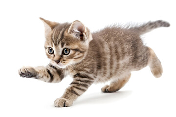 Obraz premium Playful kitten, running, playing isolated over white background