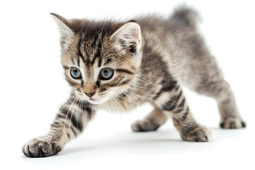 Obraz premium Playful kitten, running, playing isolated over white background