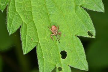 Haselnussbohrer, Curculio nucum