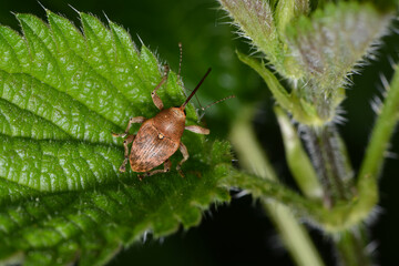 Haselnussbohrer, Curculio nucum
