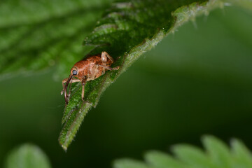 Haselnussbohrer, Curculio nucum © Peter Oetelshofen