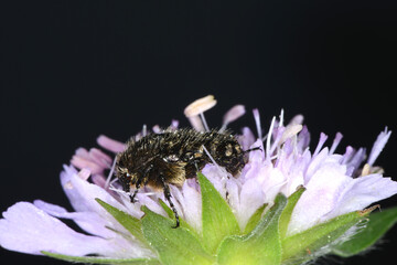 Trauer-Rosenkäfer, Oxythyrea funesta