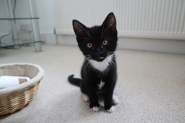 Tuxedo kitten