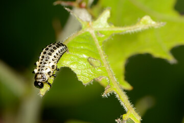 Großer Pappelblattkäfer,  Melasoma populi L.