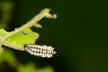 Großer Pappelblattkäfer,  Melasoma populi L.
