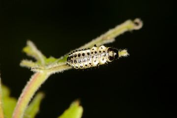 Großer Pappelblattkäfer,  Melasoma populi L.
