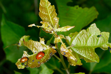 Großer Pappelblattkäfer,  Melasoma populi L.