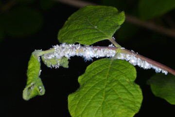 Wollige Geißblattlaus, Prociphilus xylostei