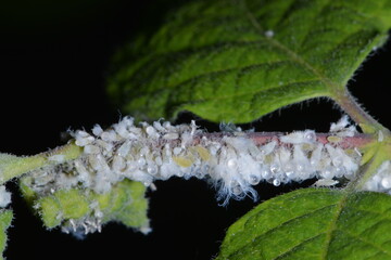 Wollige Geißblattlaus, Prociphilus xylostei