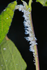 Wollige Geißblattlaus, Prociphilus xylostei