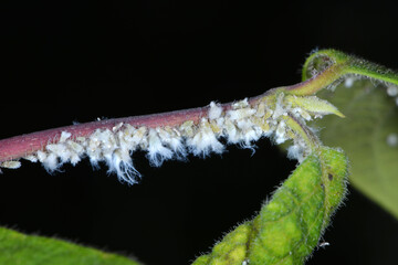 Wollige Geißblattlaus, Prociphilus xylostei